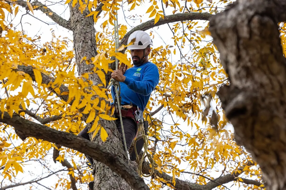 Skilled Storm Damage Cleanup crew working in Adrian