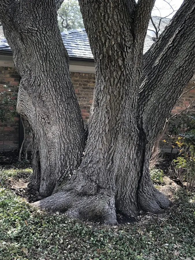 Mature heritage tree close to a Adrian property cared for by certified arborists